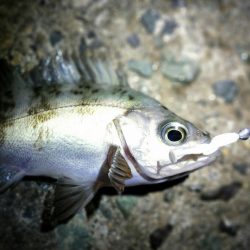 シラスパターンでノレソレ、アミパターンでアーミーシャッドがマッチザベイト！ がまかつLUXXE宵姫アジング・メバリングレポート