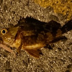 アーミーシャッドで面白いほどガシラがヒット！ がまかつLUXXE宵姫アジング・メバリングレポート