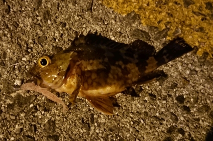 アーミーシャッドで面白いほどガシラがヒット！ がまかつLUXXE宵姫アジング・メバリングレポート