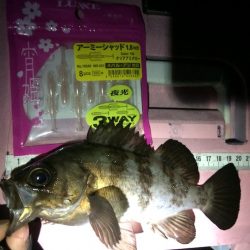 メバル・根魚に好感触！がまかつLUXXE宵姫アジング・メバリングレポート