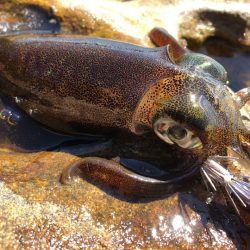 佐賀 11月&12月エギング釣行記　【ゆう10氏連載 vol.5】