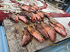 遊漁船 未紗奈 釣果