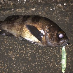 うみかぜ公園でナダ　コリー（COLLIE）で良形メバル！SHO様のコリー　インプレ！