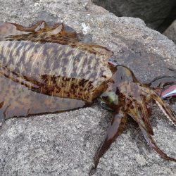 伊豆屈指の『面白スポット』戸田でのエギング　〜そして晩酌【tkc_exp氏連載 vol.7】