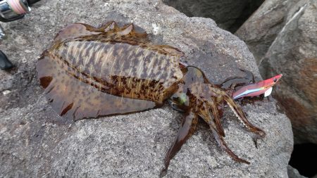 伊豆屈指の『面白スポット』戸田でのエギング　〜そして晩酌【tkc_exp氏連載 vol.7】