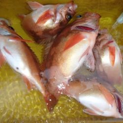 第二むつ漁丸 釣果