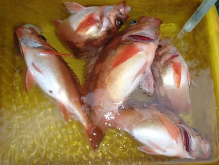 第二むつ漁丸 釣果