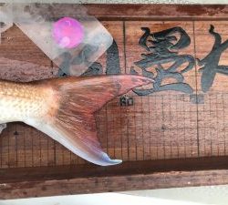 白墨丸 釣果
