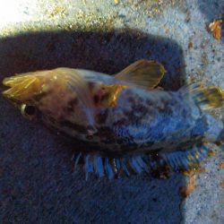 浜名湖ライトゲーム