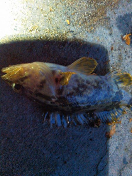 浜名湖ライトゲーム