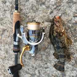 今日も渋いかな。