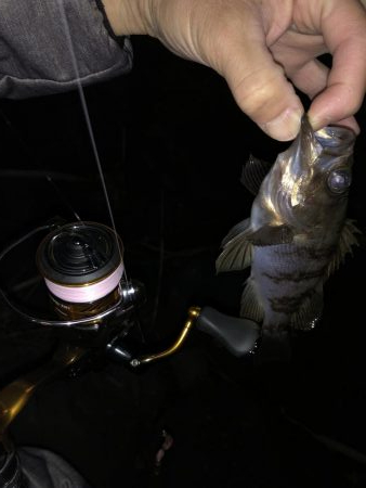 大きいメバルが釣りたくて…