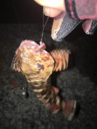 メバリングのはずが…