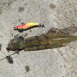 人生初のヤリイカ釣行