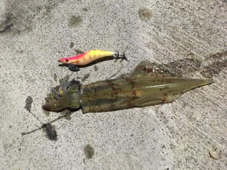 人生初のヤリイカ釣行