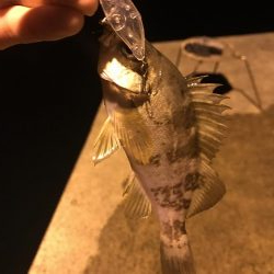 ナイトフィーバー