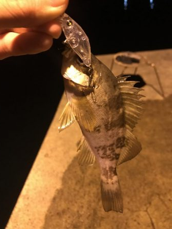 ナイトフィーバー