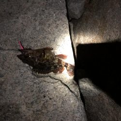 メバルはどこへpart2