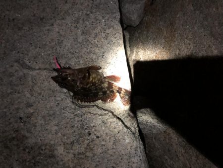 メバルはどこへpart2