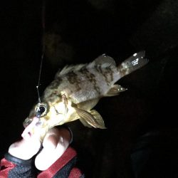 アジは何処へ…