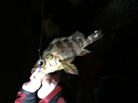 アジは何処へ…