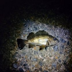 ライトゲーム＆エギング