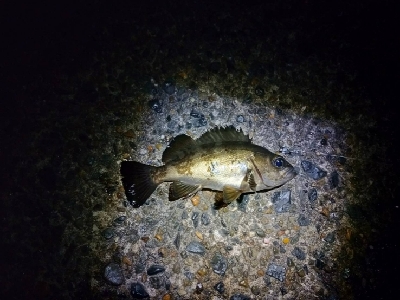 ライトゲーム＆エギング