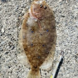 まだ、のっこみ始まらず