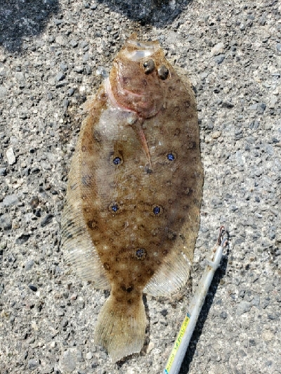 まだ、のっこみ始まらず