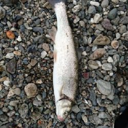 仁淀川河口にて