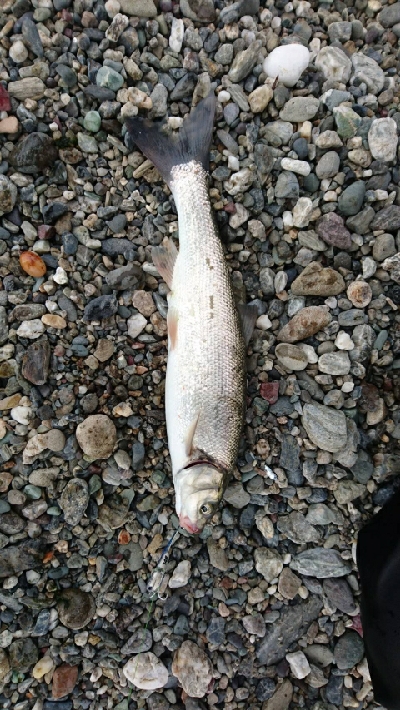 仁淀川河口にて