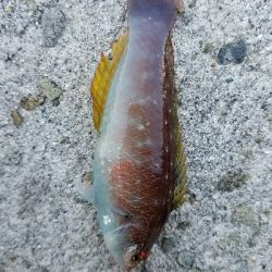 ガシラ釣り　～アジの切り身、良い♥～