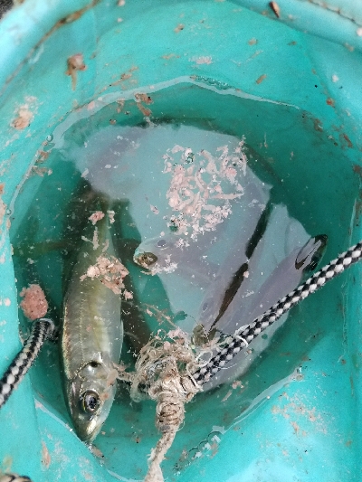 スズキ釣り　～代わりにアジ26匹～