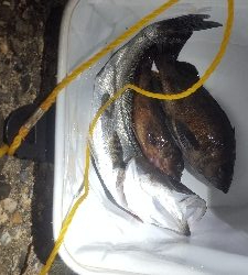 メバルを求めて！