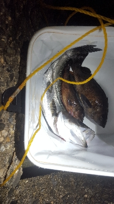 メバルを求めて！