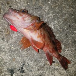 ガシラ釣り ~夕マズメ、遅い~