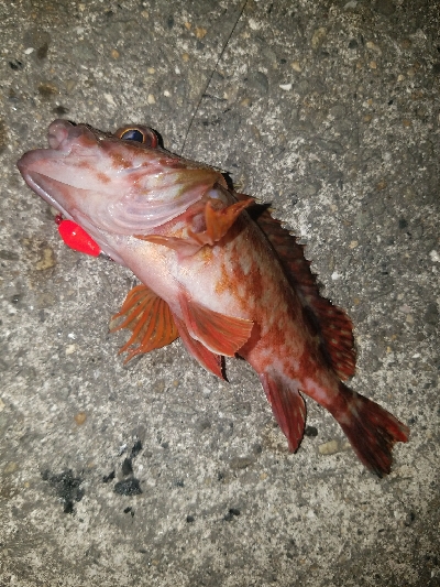 ガシラ釣り ~夕マズメ、遅い~