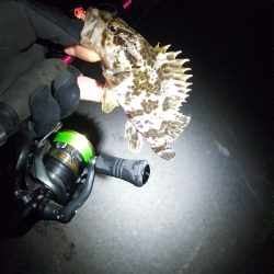 メバルがどこまで入ってきてるか調査に