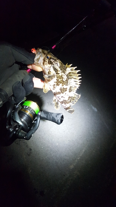 メバルがどこまで入ってきてるか調査に