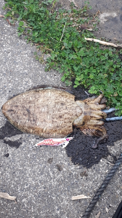 キミじゃないんだ！