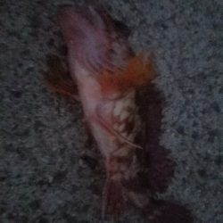 ガシラ釣り　～夕方60分勝負～