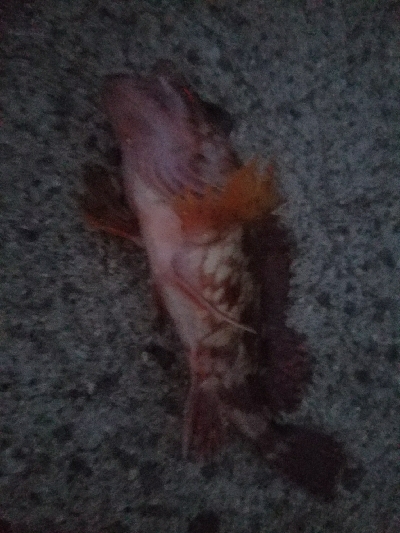 ガシラ釣り　～夕方60分勝負～