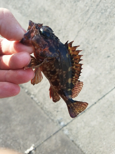 ガシラ釣り　～ベラが多い～