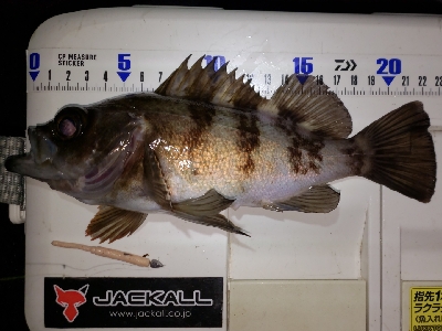 少しパターンが変わった？