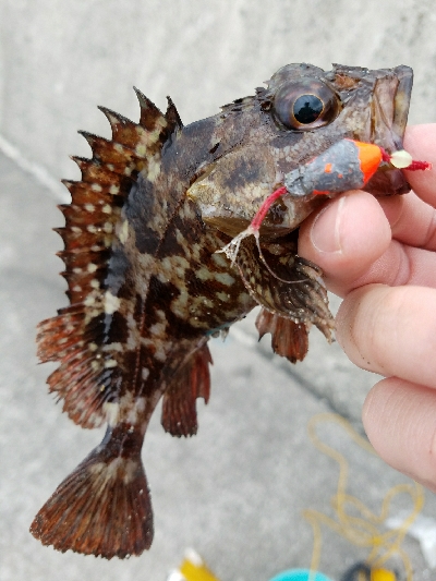 ガシラ釣り　～居たら食う～