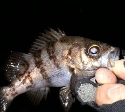 なんとか、釣れた~
