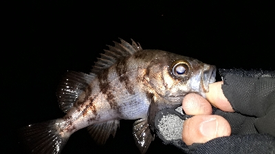 なんとか、釣れた~