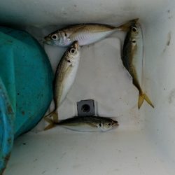 アジ釣り　～ジアイは一瞬～
