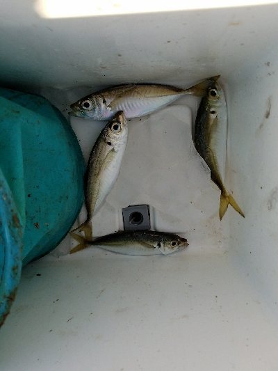 アジ釣り　～ジアイは一瞬～