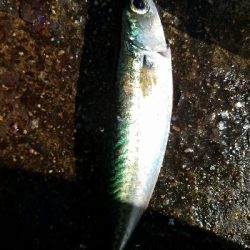 サバ釣り　～入れ食いだった～